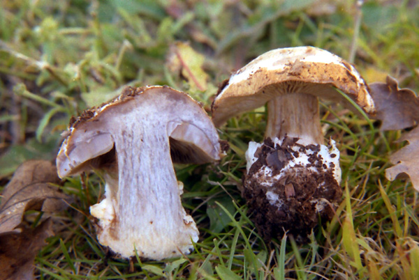 Cortinarius olidovolvatus  M.Bon & Trescol